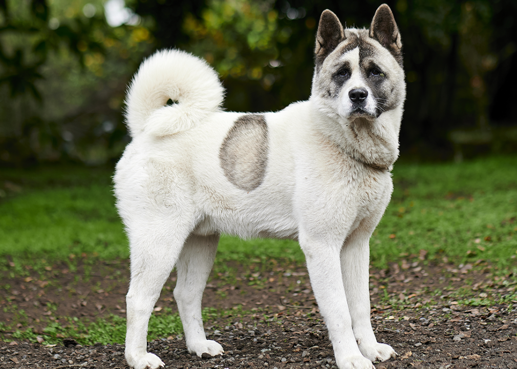 #18. Norwegian buhund